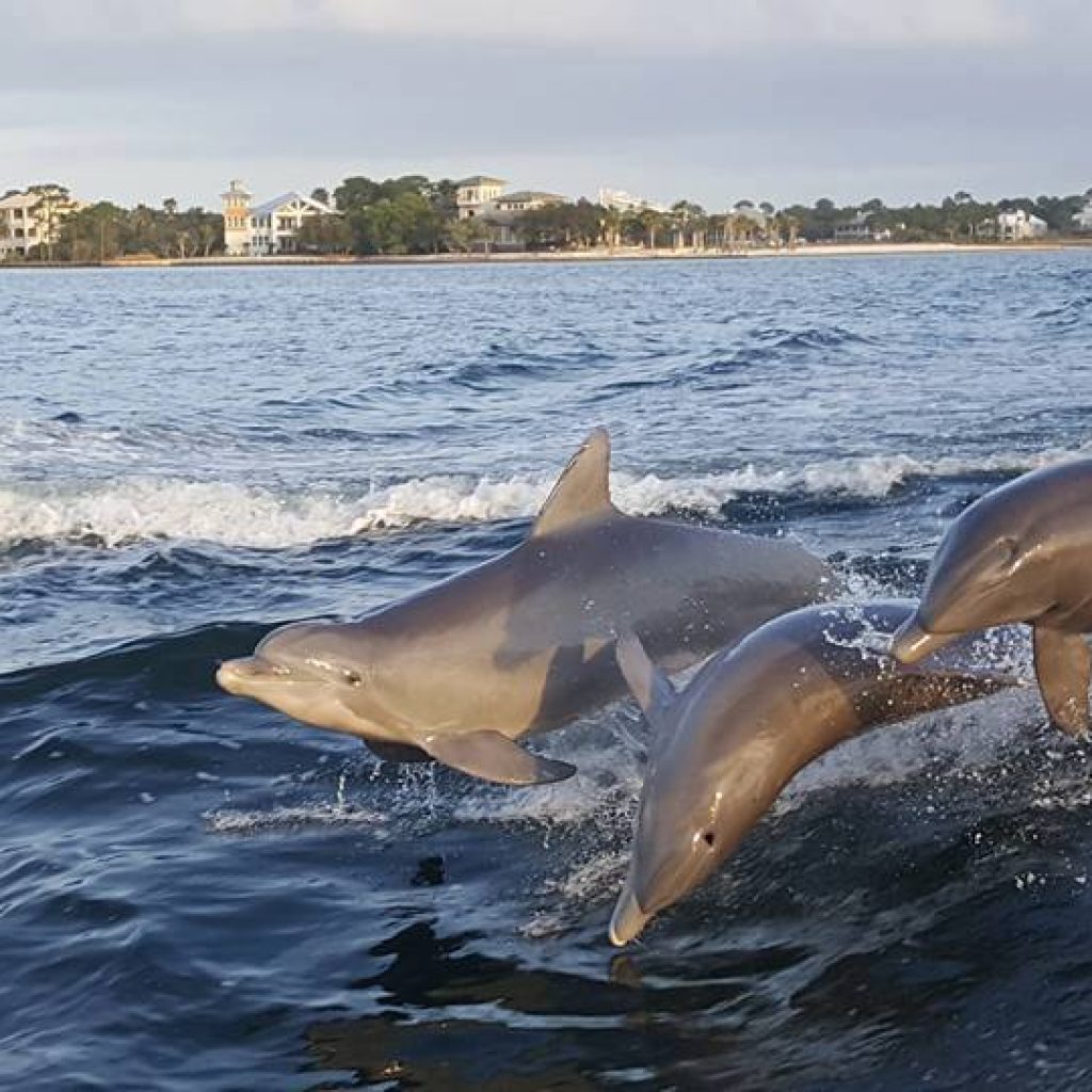 Dolphin Cruises Orange Beach Alabama